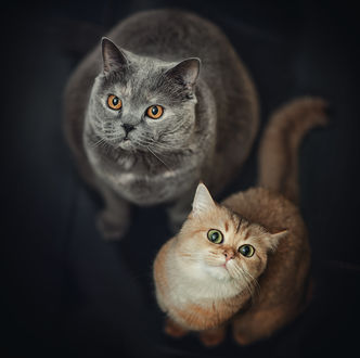 Обои на рабочий стол Рыжая и дымчатая кошки смотрят вверх, фотограф Liliya M