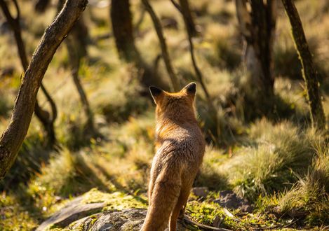 Обои на рабочий стол Лиса в лесу, by Mitchell Luo