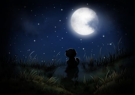 Обои на рабочий стол Котенок на фоне ночного неба с луной, by Larisa Koshkina