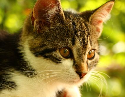 Обои на рабочий стол Котенок на фоне боке