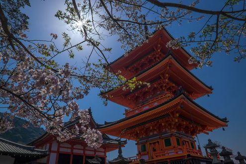 Обои на рабочий стол Пагода храма Senco-ji на фоне цветущей сакуры и неба, Япония / Japan