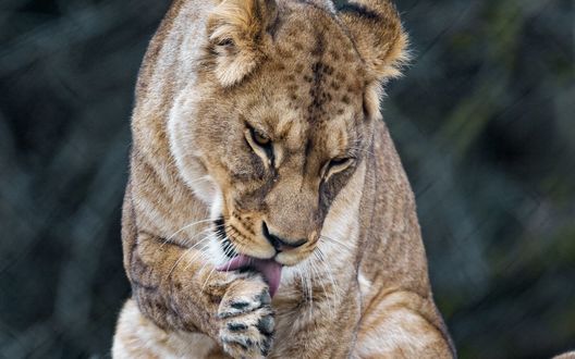 Обои на рабочий стол Львица лижет лапу, автор Tambako The Jaguar