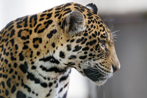 Обои на рабочий стол Ягуар смотрит в сторону, фотограф Tambako The Jaguar