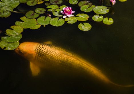 Обои на рабочий стол Карп кои под водой, by Jason Leung
