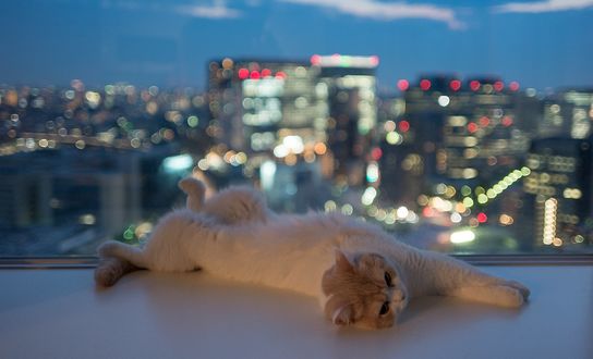 Обои на рабочий стол Кошка лежит на подоконнике на фоне города, фотограф Ben Torode