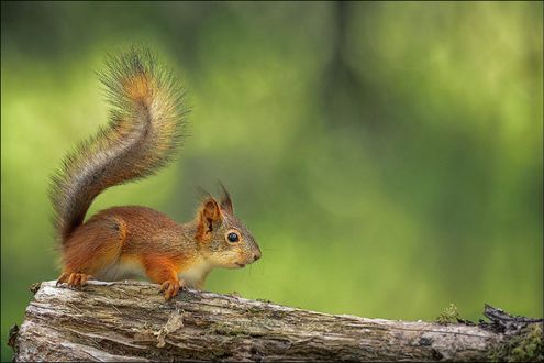 Обои на рабочий стол Белка на бревне, by Georg Scharf