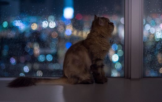 Обои на рабочий стол Кошка сидит у окна, by Ben Torode