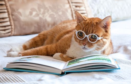 Обои на рабочий стол Рыжий кот с очками лежит перед книгой. Фотограф Антонина Яновска