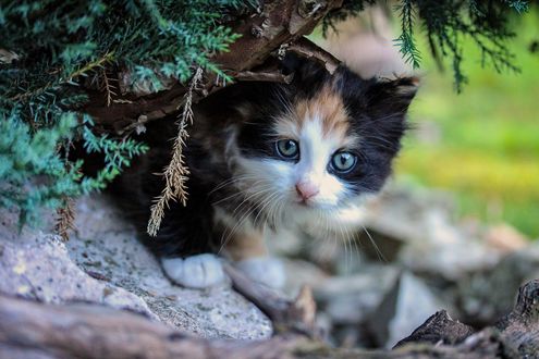 Обои на рабочий стол Котенок под кустом, by Ilona Ilyes