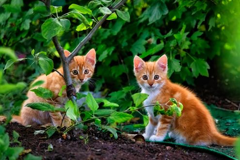 Обои на рабочий стол Рыжие котята на природе