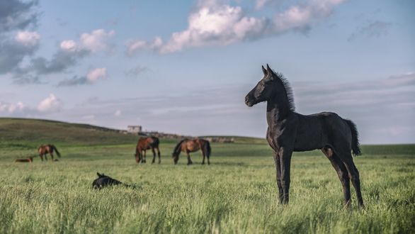 Обои на рабочий стол Лошади на лугу, фотограф Логачев Илья