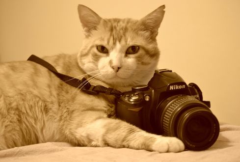 Обои на рабочий стол Кот с фотоаппаратом, by En memoria de Zarpazos