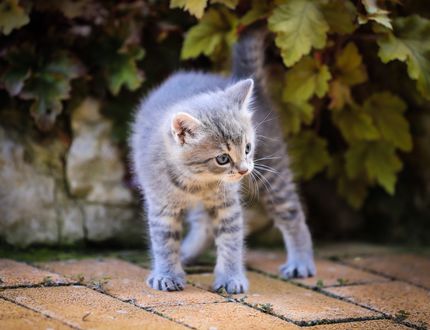 Обои на рабочий стол Серый котенок стоит на плитке, by Ilona Ilyes