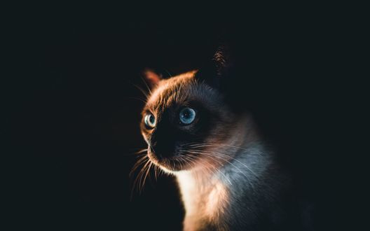 Обои на рабочий стол Кошка с голубыми глазами на черном фоне, by Felix Mittermeier