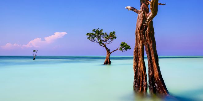 Обои на рабочий стол Деревья в воде, фотограф suk eun kim