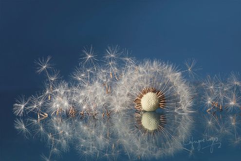 Обои на рабочий стол Отцветшие одуванчики на голубом фоне, by Lafugue Logos