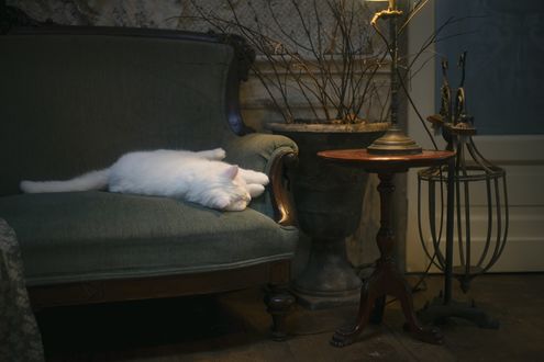 Обои на рабочий стол Белая кошка лежит на диване, by Ms photography
