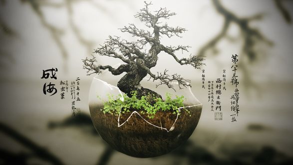 Обои на рабочий стол Bonsai / Бонсай искусство выращивания точной копии настоящего дерева в миниатюре
