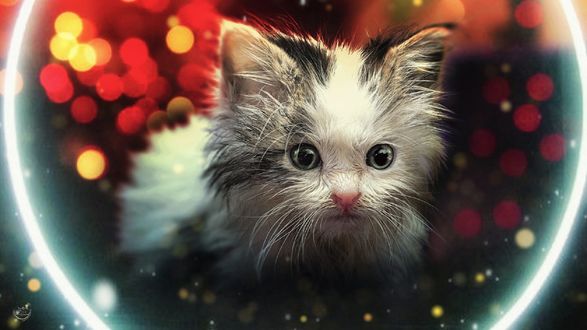 Обои на рабочий стол Котенок на фоне боке, by Fouad Vatanzadeh