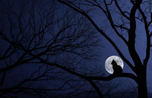 Обои на рабочий стол Силуэт кошки на дереве на фоне луны, фотохудожник Bess Hamiti