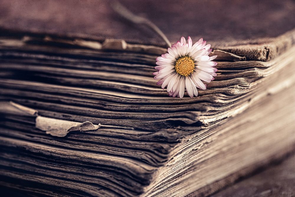 Обои для рабочего стола Маргаритка на старой книге, фотограф Rosana