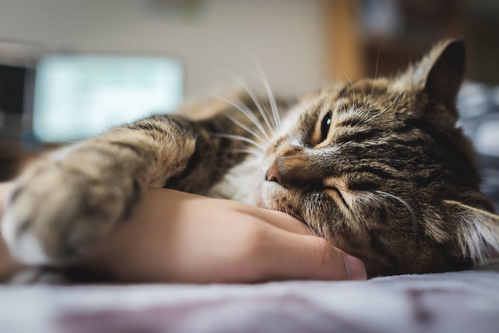 Обои для рабочего стола Серая в полоску кошка положила лапку на руку хозяина, фотограф Stephen Tam