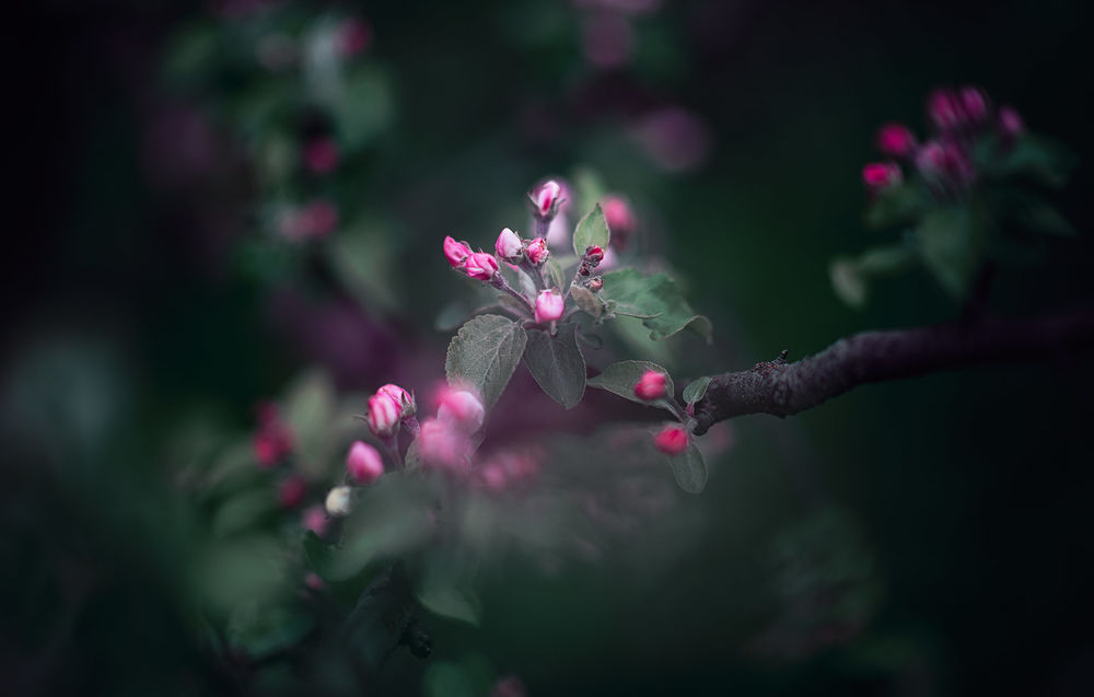 Обои для рабочего стола Ветка весенней яблони, фотограф Liliya M