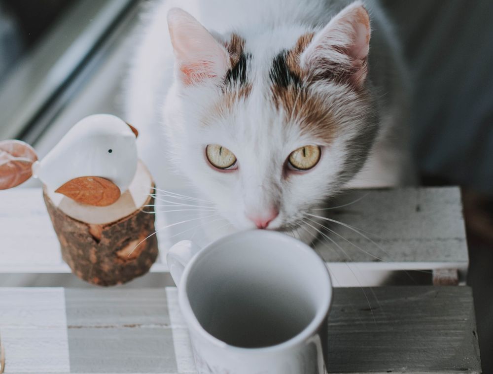 Обои для рабочего стола Кошка сидит перед чашкой, by fotografierende
