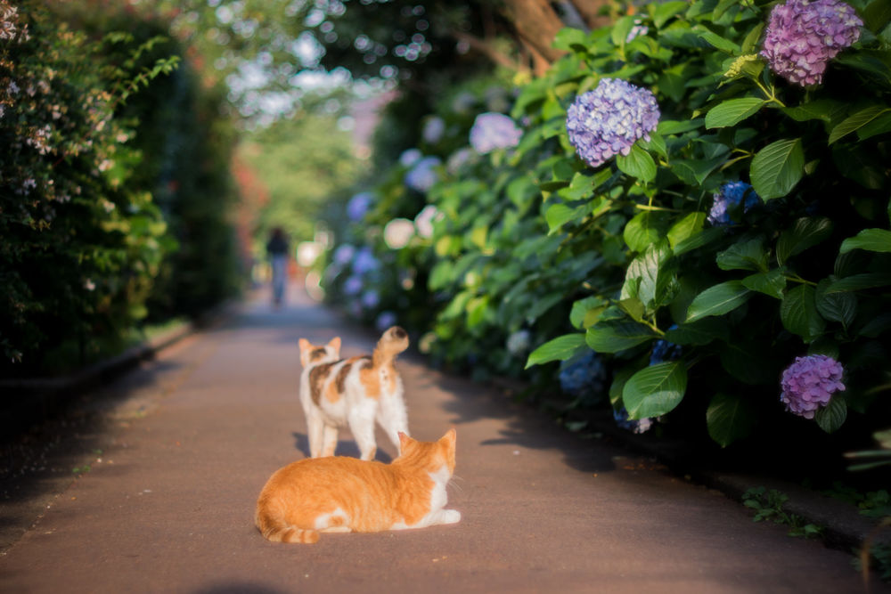 Обои для рабочего стола Две кошки на дорожке, где цветет гортензия, автор Chikako Nobuhara