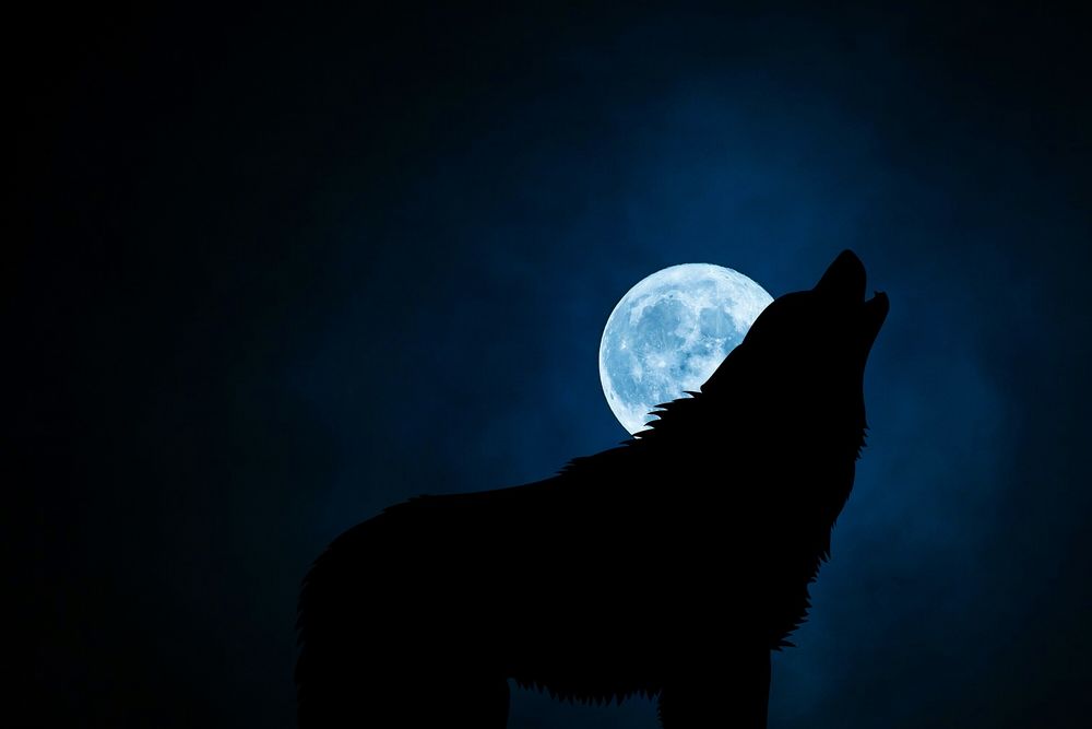 Обои для рабочего стола Силуэт волка на фоне полной луны, автор mohamed Hassan
