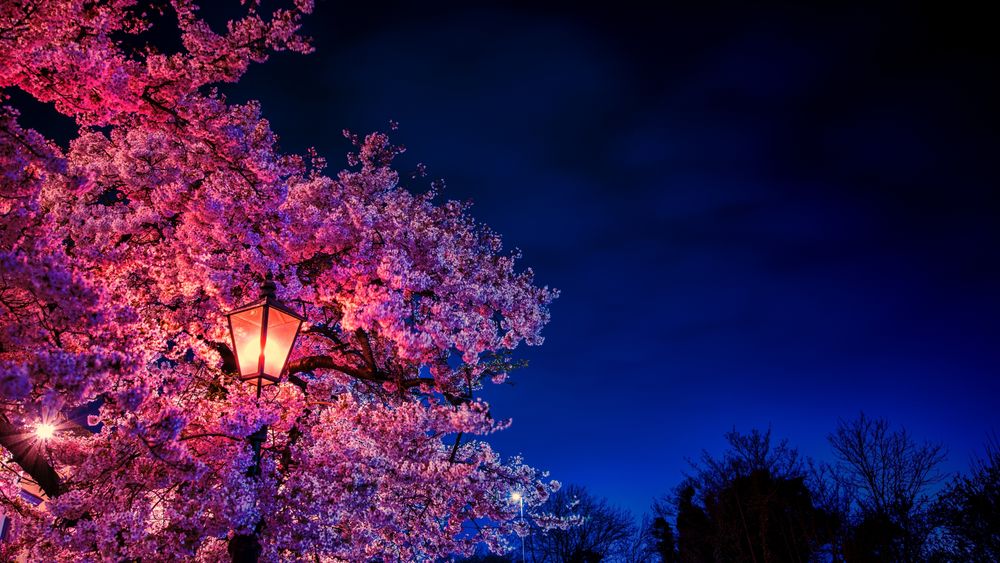 Обои для рабочего стола Дерево сакуры освещено фонарем в ночном саду, by Brett Carey