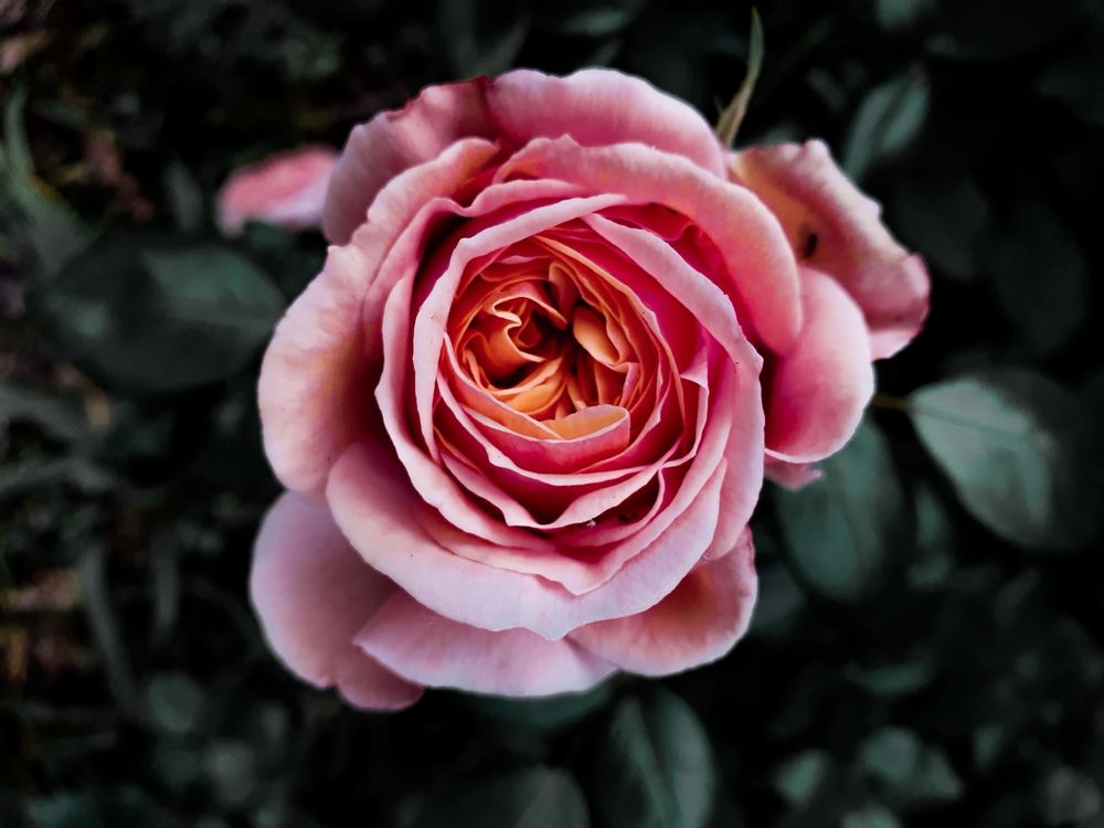 Обои для рабочего стола Розовая роза, by Yonan Farah