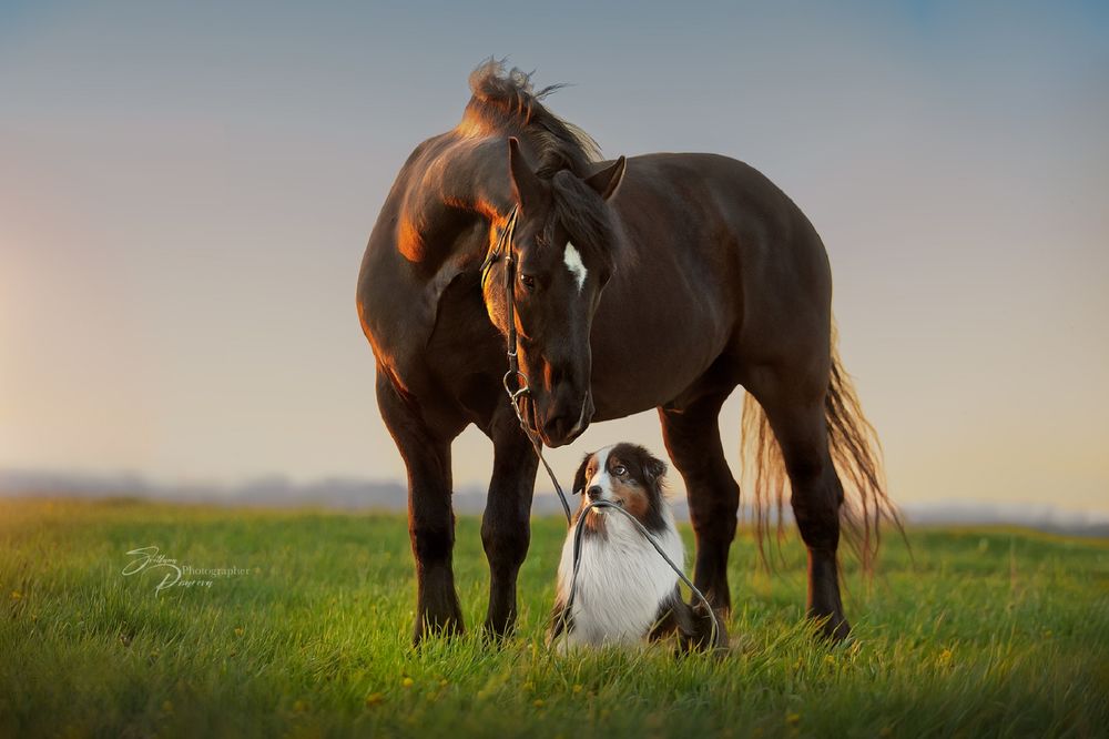 Обои для рабочего стола Собака держит поводок лошади в своей пасти, фотограф Писарева Светлана