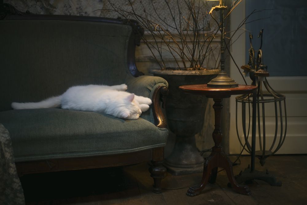 Обои для рабочего стола Белая кошка лежит на диване, by Ms photography