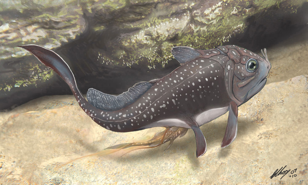 Обои для рабочего стола Materpiscis под водой, by Gogosardina