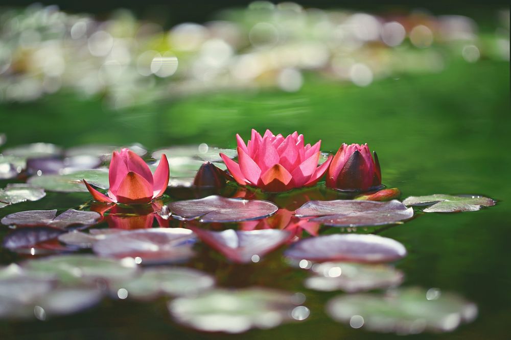 Обои для рабочего стола Розовая водяная лилия с листьями на воде, by Li Feng