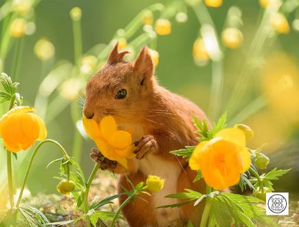 Обои на рабочий стол Белочка у цветка, by Geert Weggen