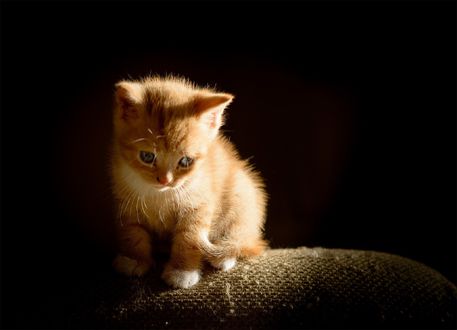 Обои на рабочий стол Котенок на черном фоне