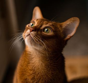 Обои на рабочий стол Рыжий котик на размытом фоне, by Inna Sherman