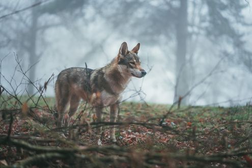 Обои на рабочий стол Собака породы старонемецкая овчарка в лесу, by Tahoe