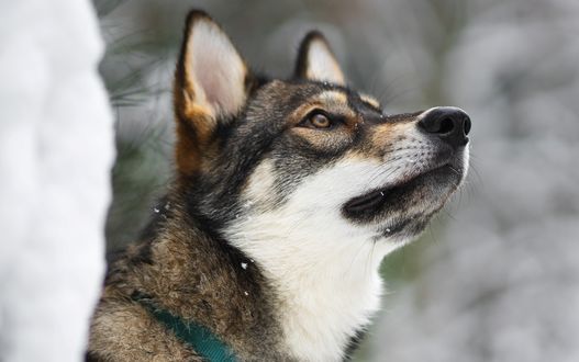 Обои на рабочий стол Собака породы старонемецкая овчарка смотрит вверх, by Tahoe