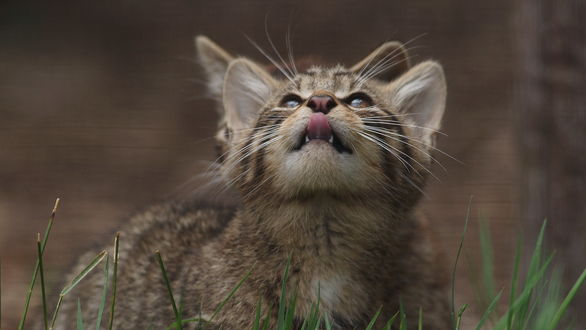 Обои на рабочий стол Котенок смотрит вверх, by Peter Trimming