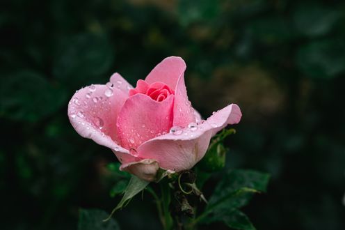 Обои на рабочий стол Розовая роза в каплях росы, by Andrеas BRUN