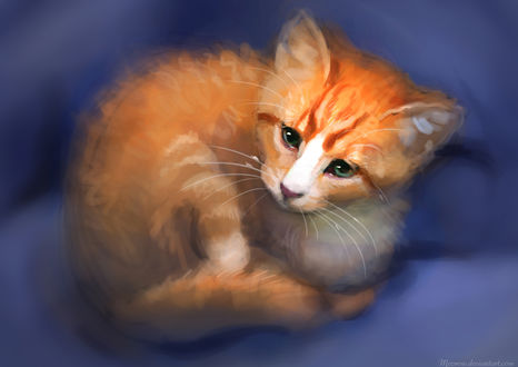 Обои на рабочий стол Рыжий котенок, by Meorow