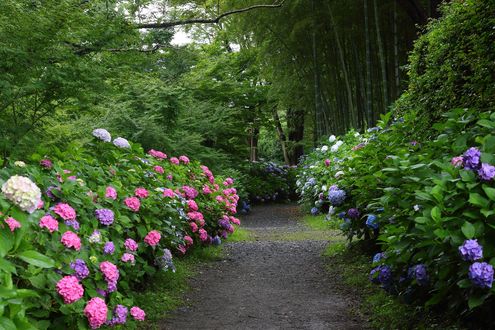 Обои на рабочий стол Дорожка среди деревьев и кустов гортензии, Kyoto / Киото, Япония / Japan, by Seiji Enokido