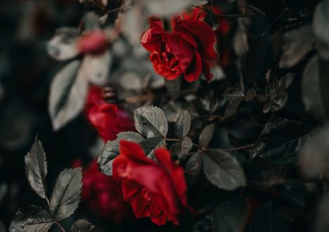Обои на рабочий стол Красные розы на размытом фоне, by рџ‡ерџ‡® Janko Ferliс