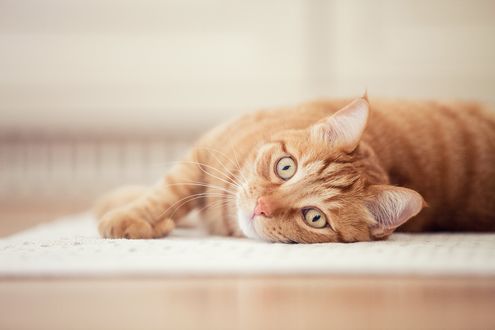 Обои на рабочий стол Рыжий кот лежит