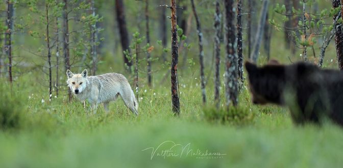 Обои на рабочий стол Встреча волка с медведем в лесу, фотограф Valtteri Mulkahainen
