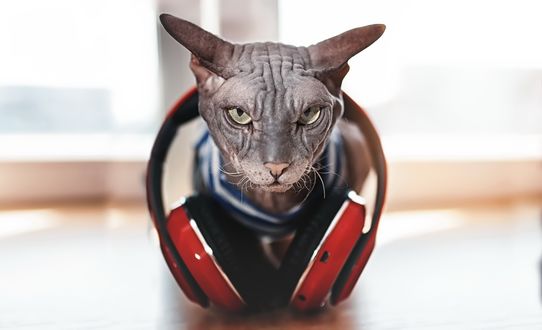 Обои на рабочий стол Кошка породы Сфинкс в красных наушниках / DJ Sfinx