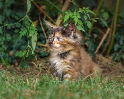 Обои на рабочий стол Котенок породы Мейн Кун / Maine Coon на траве